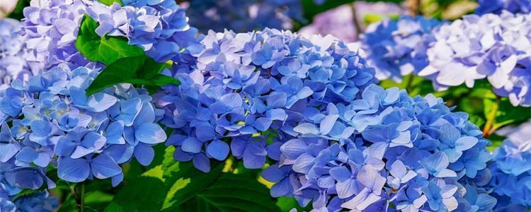 hortensias en la zona 6 guia completa para cultivo y cuidados