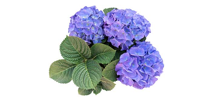 hortensias faciles de cultivar 3 especies para jardines sin problemas