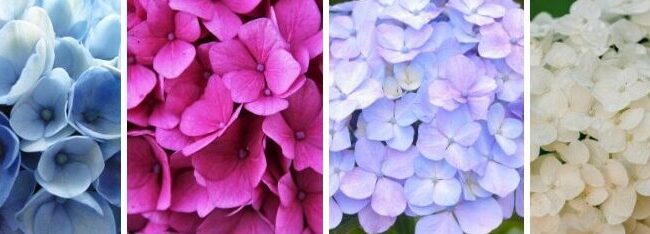 hortensias guia completa de floracion y cuidados