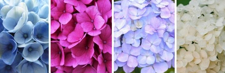 hortensias guia completa de floracion y cuidados