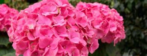 hortensias para sombra guia completa para elegir la especie ideal