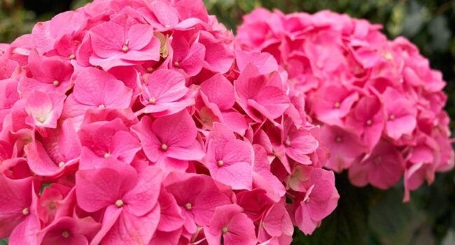 hortensias para sombra guia completa para elegir la especie ideal