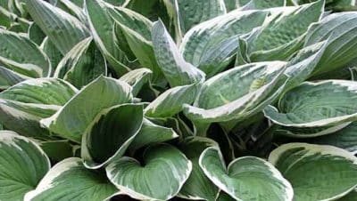 hostas en interiores es posible cultivarlas guia completa