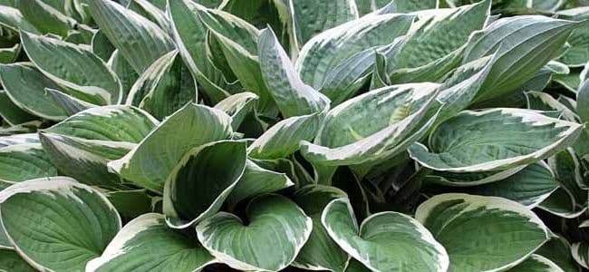 hostas en interiores es posible cultivarlas guia completa