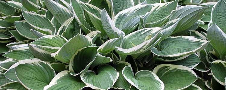hostas en interiores es posible cultivarlas guia completa