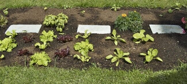 huerto familiar cuantas plantas por persona para tomates lechuga zucchini y mas