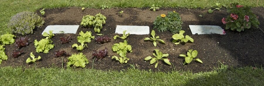 huerto familiar cuantas plantas por persona para tomates lechuga zucchini y mas