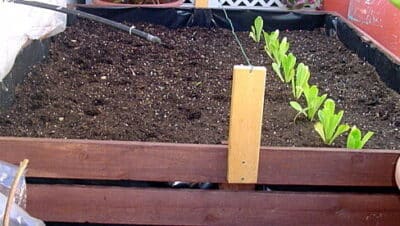 huerto vertical cultiva verduras en baldes de 5 galones