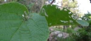 identificacion de plantas de kiwi como saber si es macho o hembra