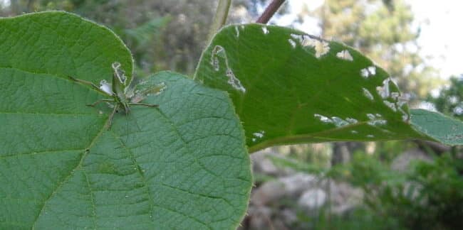 identificacion de plantas de kiwi como saber si es macho o hembra