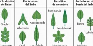 identificar plantas por sus hojas guia completa para principiantes