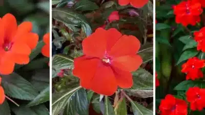 impatiens de nueva guinea guia completa de cultivo y cuidado