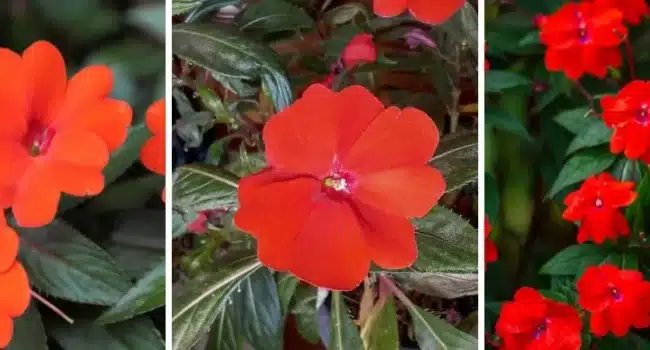 impatiens de nueva guinea guia completa de cultivo y cuidado