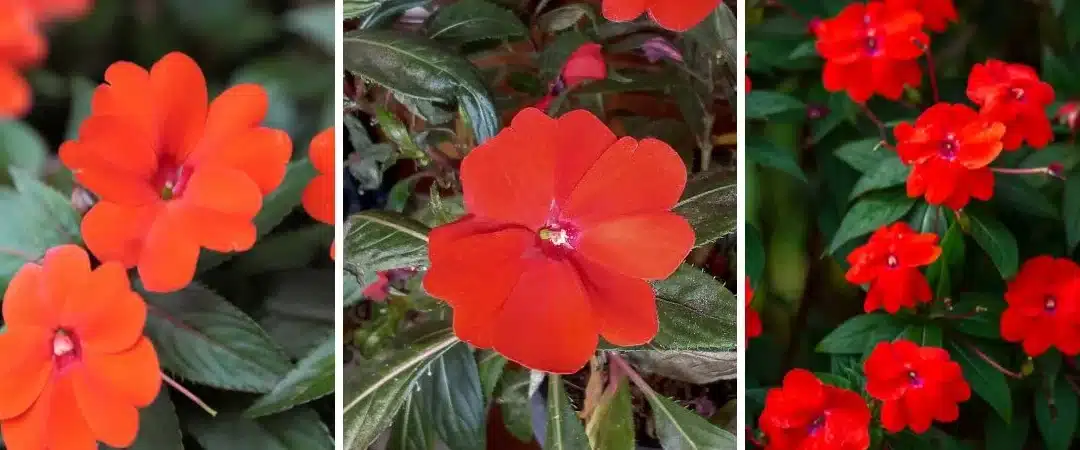 impatiens de nueva guinea guia completa de cultivo y cuidado