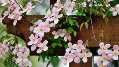 invernar mandevilla guia para cuidar tu planta trepadora en invierno