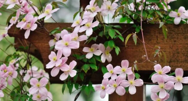 invernar mandevilla guia para cuidar tu planta trepadora en invierno