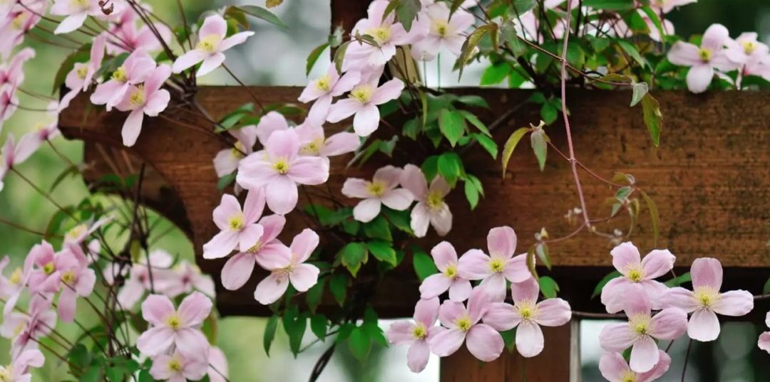 invernar mandevilla guia para cuidar tu planta trepadora en invierno