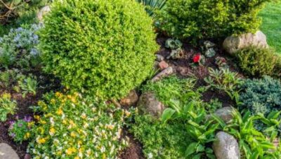 jardin boscoso de bajo mantenimiento crea un oasis natural en tu patio