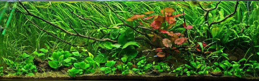 jardin de hierbas en un acuario guia completa para principiantes