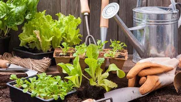 jardineria para principiantes en casa guia paso a paso para tu huerto