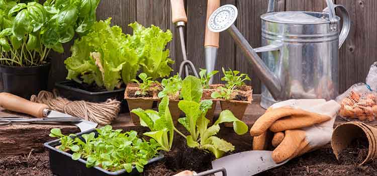 jardineria para principiantes en casa guia paso a paso para tu huerto