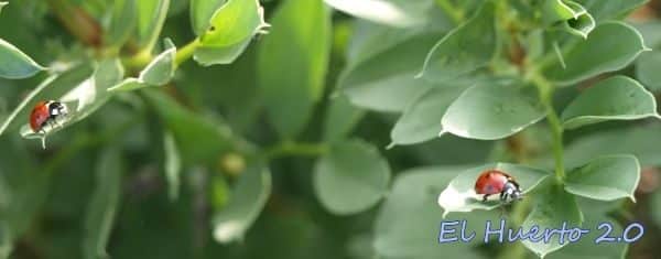 jugo de pepinillos en el jardin amigo o enemigo de tus plantas