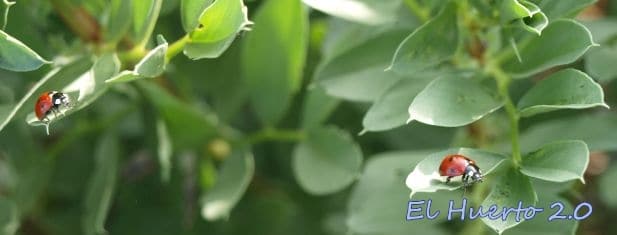 jugo de pepinillos en el jardin amigo o enemigo de tus plantas