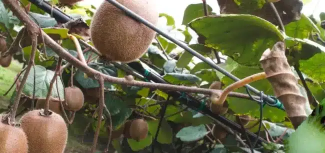 kiwi guia para elegir la variedad perfecta para tu jardin