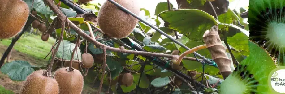 kiwi guia para elegir la variedad perfecta para tu jardin