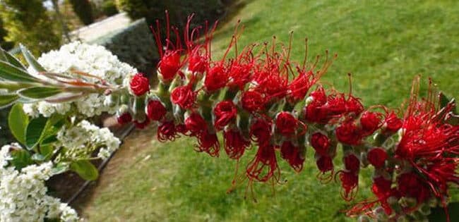 las mejores plantas tapizantes para sol pleno guia definitiva para jardines