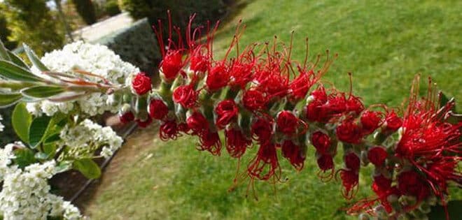 las mejores plantas tapizantes para sol pleno guia definitiva para jardines