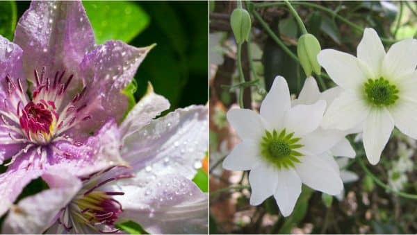 las mejores plantas tapizantes para zonas 7 sol sombra y pleno sol