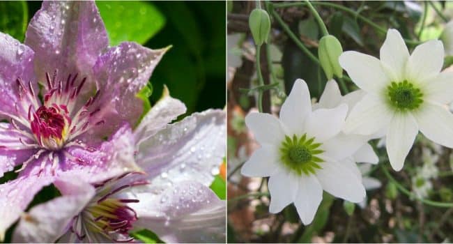 las mejores plantas tapizantes para zonas 7 sol sombra y pleno sol