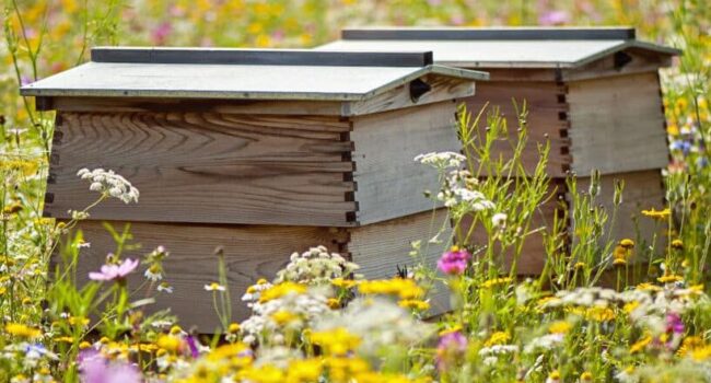 limpieza de primavera en el jardin protege a los polinizadores