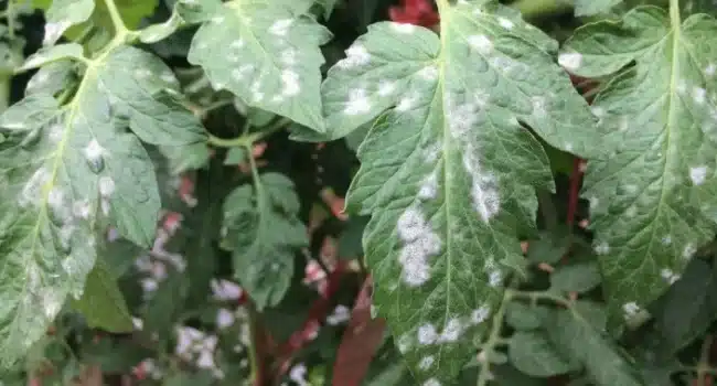 manchas blancas en hibiscos como eliminar el moho polvoriento