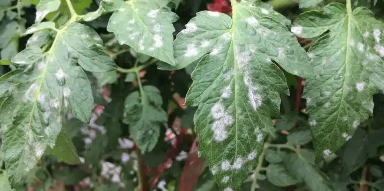 manchas blancas en hibiscos como eliminar el moho polvoriento