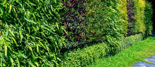 mandevilla como cobertura vegetal un jardin vibrante
