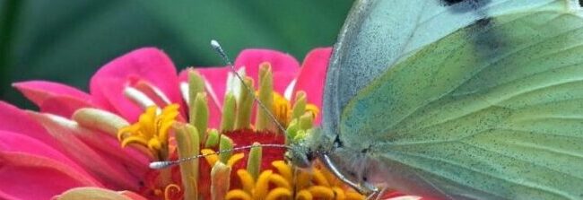 mariposas belleza y equilibrio para un ecosistema saludable