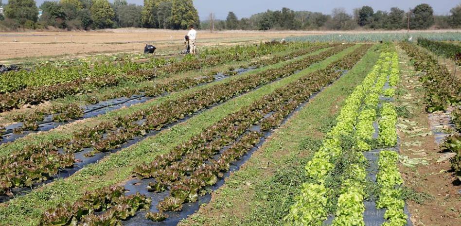 ¿Mata la sal las malas hierbas? Guía completa para eliminarlas