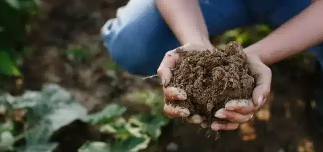 medir la temperatura del suelo guia para un jardin prospero