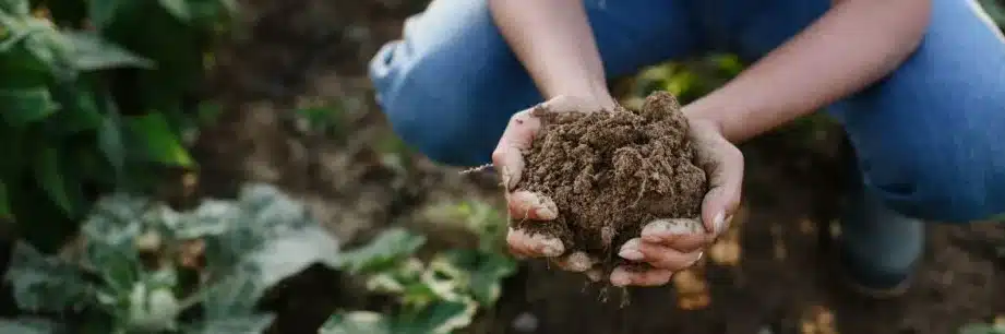 medir la temperatura del suelo guia para un jardin prospero