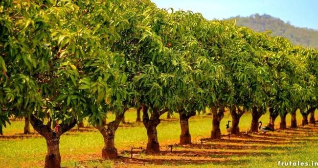 mejor fertilizante para arboles frutales guia completa para una cosecha abundante