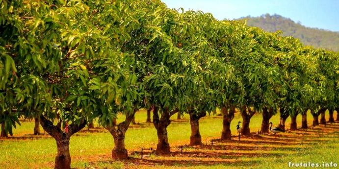 mejor fertilizante para arboles frutales guia completa para una cosecha abundante