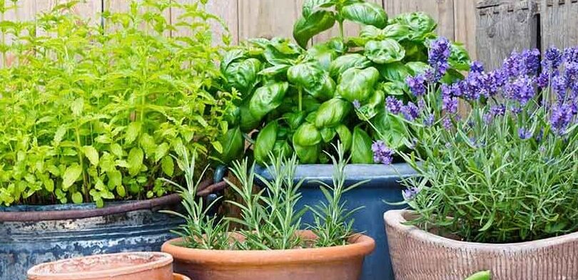 menta descubre las 10 variedades mas comunes para tu jardin