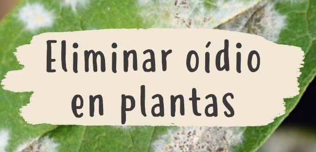 moho polvoriento en plantas de interior como combatirlo y evitarlo