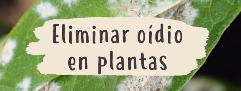 moho polvoriento en plantas de interior como combatirlo y evitarlo