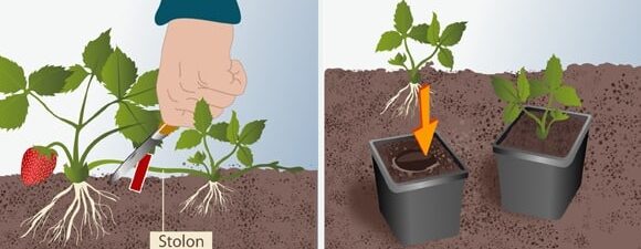 multiplicar fresas como propagar estolones y obtener plantas nuevas