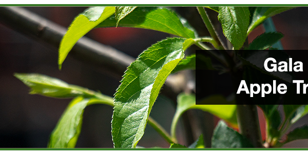 necesitas dos manzanos para tener manzanas descubre las variedades autofertiles
