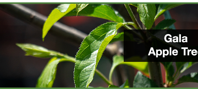 necesitas dos manzanos para tener manzanas descubre las variedades autofertiles