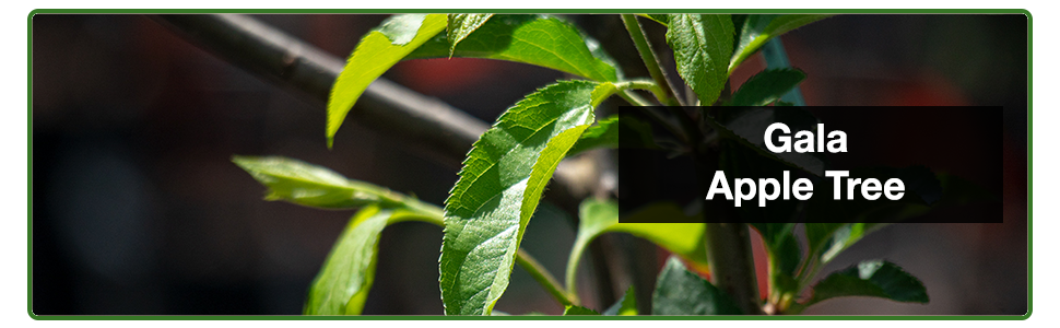 necesitas dos manzanos para tener manzanas descubre las variedades autofertiles